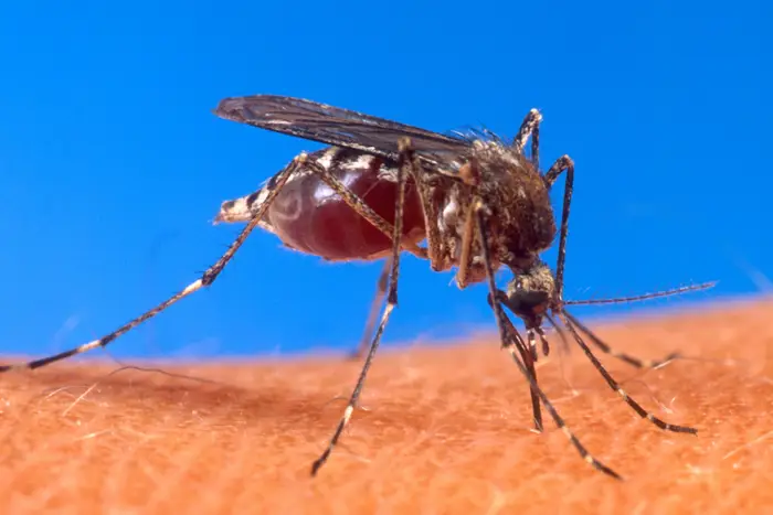 This is a picture of a mosquito on human skin.